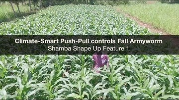 Climate-Smart Push-Pull controls Fall Armyworm – Shamba Shape Up Feature 1