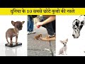 दुनिया की 10 सबसे छोटे कुत्तो की नस्ल Top 10 SMALLEST DOG BREEDS in Hindi