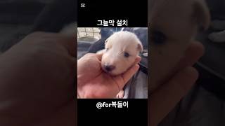 보더콜리네 그늘막 쳐주고 왔어요 #愛犬 #애견영상 #반려견 #시골강아지 #for복돌이
