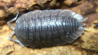 Porcellio dilatatus Giant Canyon Isopod Care Guide