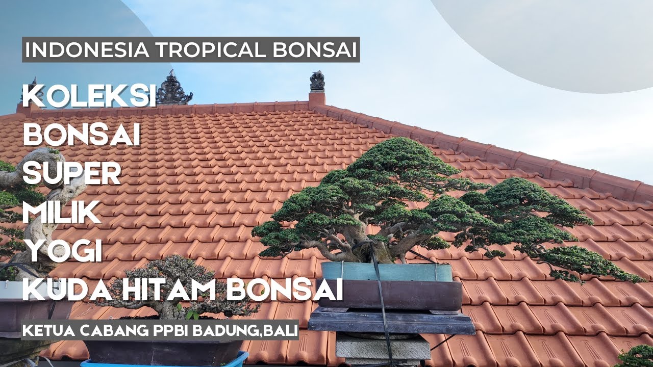 Kolektor Bonsai super Ketua PPBI BADUNG,BALI