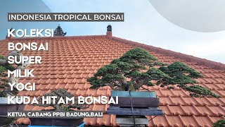 Kolektor Bonsai super Ketua PPBI BADUNG,BALI