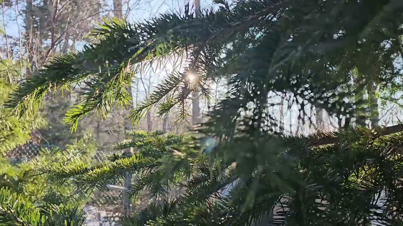 Listen and fall asleep. The sound of the forest, the singing of birds for relaxation and sleep