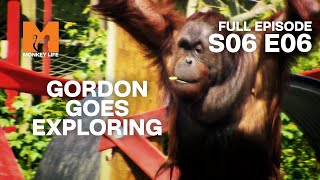 Orang-utans Outside After Months | Season 6 Episode 6 | Full Episode | Monkey Life