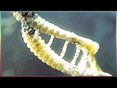 Wideo: Kto odpowiada za odkrycie DNA?