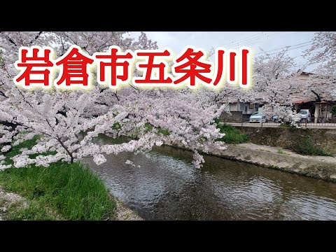 岩倉市のぼっち散歩！五条川の桜散歩、楽しみのランチやおやつタイム✨