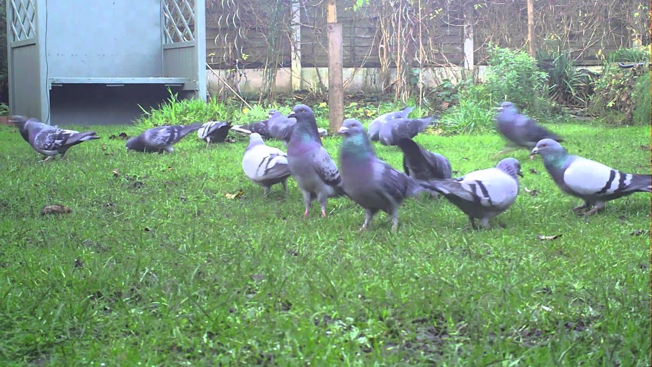 wildlife tea Squirrels & Pigeons (1080HD)