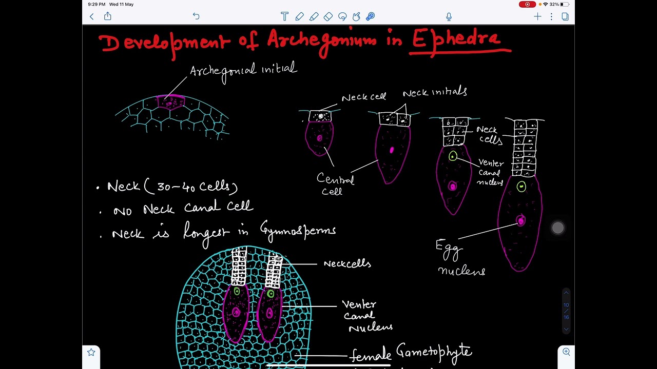 Development  and Structure of archegonium of Ephedra@BotanistMeena1987