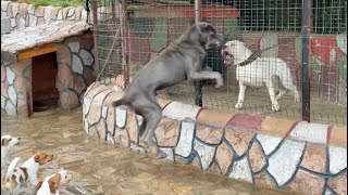 CANE CORSO NARKOZ DOGO ARGENTİNO ESCOBARLA BİRBİRİNE GİRDİ