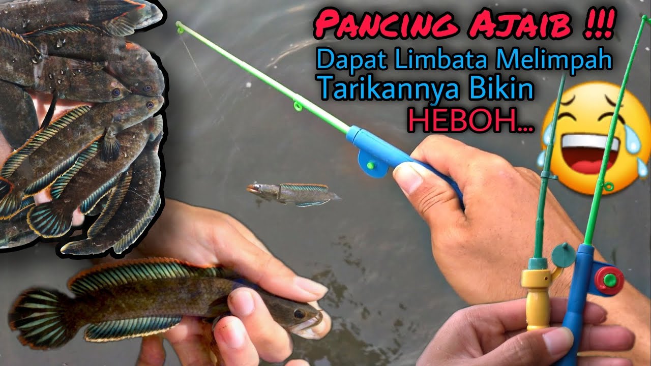 Mancing Channa Limbata Pakai Pancing Mainan, dapat banyak Jumbo-Jumbo!!!
