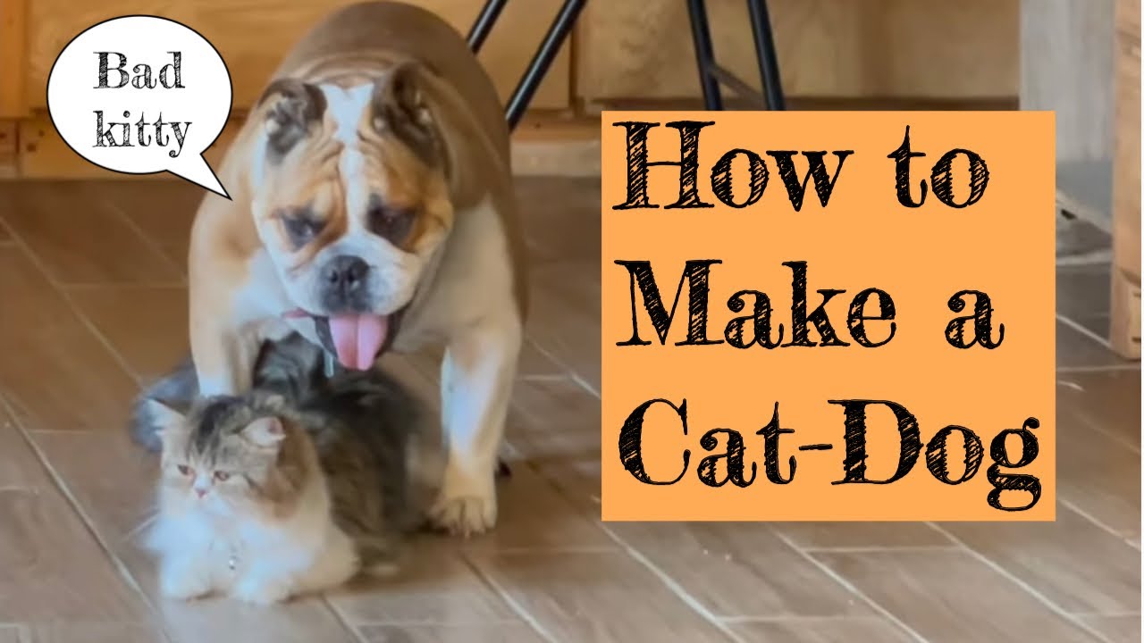 how to make a cat/dog YouTube