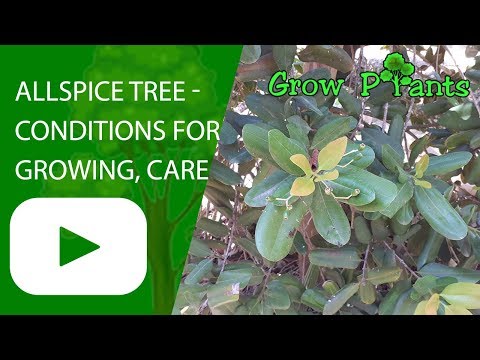 วีดีโอ: Carolina Allspice Plant Care: เคล็ดลับในการดูแลและการตัดแต่งกิ่ง Carolina Allspice Bush