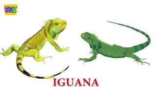 The Finger Family Song | IGUANA | English Nursery Rhymes For Kids(, 2016-06-22T05:28:14.000Z)