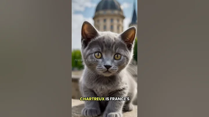 Video 9371111: chartreux cat breed, chartreux cat kittens, cats kitten catlover pets, kitten pet catlover animals, cat kitten pet dog, catlover travel