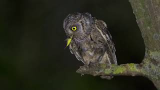 İshakkuşu Eurasian Scops Owl - Kadir Dabak