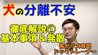 【怖がり犬専門トレーナー解説！】犬の分離不安を徹底解説①基本事項＆発散編