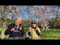 しだれ桜お花見🌸好きすぎて滅！重吉87歳 夏子88歳 2026.4.3