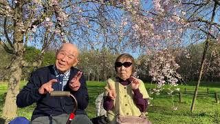Weeping cherry blossom viewing 🌸 I love it so much I could die! Shigekichi 87 years old, Natsuko ...