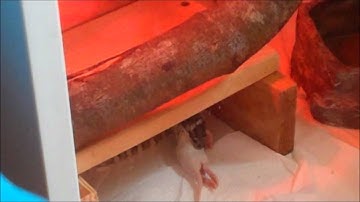 Darwin Carpet python feeding