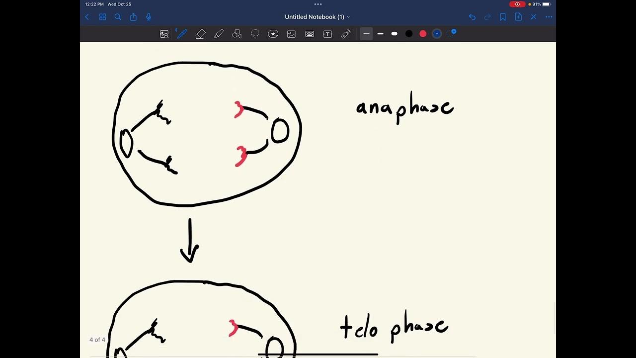 Mitosis/M Phase Simply Explained Biology Diagrams
