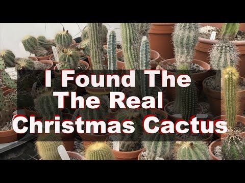 Video: Christmas Cactus Leaves Blir lila - Reasons Christmas Cactus Leaves Are Purple