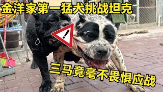 金洋家第一猛犬挑戰坦克，三馬竟毫不畏懼應戰，大家更看好誰？