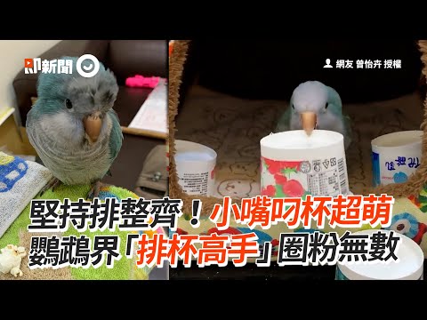 和尚鸚鵡叼紙杯排放 一杯杯排超整齊｜鳥｜寵物｜強迫症