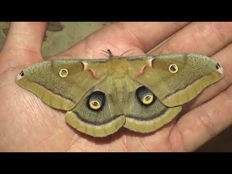 MINI Polyphemus moth! So cute!