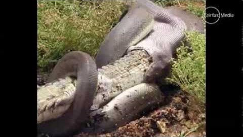 Water python swallows 3 foot long crocodile!