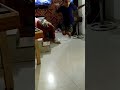 Buterrfly Buterrfly song funny।        #shortsvideo #funny #virel