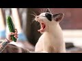 ПРИКОЛЫ С ЖИВОТНЫМИ / СМЕШНЫЕ КОШКИ / Веселые и смешные котики и собаки /#5/  Funny animals video