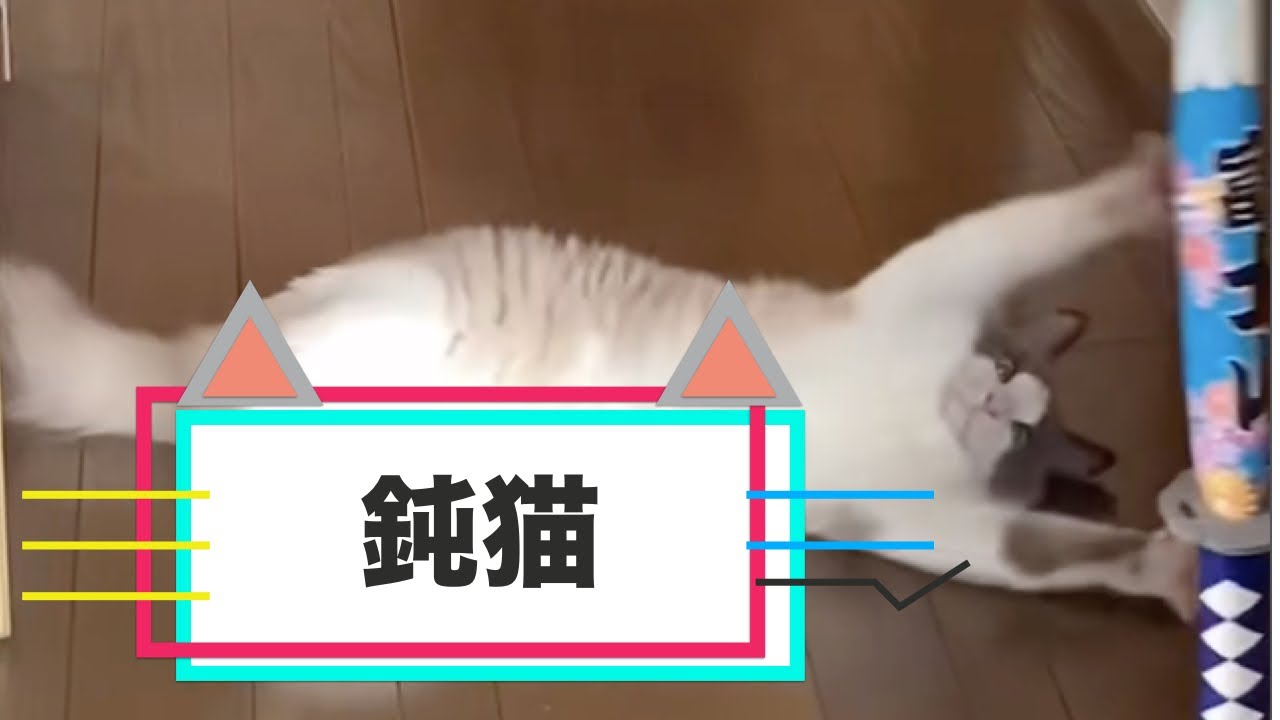 安全な観葉植物編】可愛い愛猫と植物が安心して暮らせる環境を作ろう