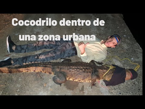 Rescate cocodrilo moreletii | Cocodrilo dentro de empresa