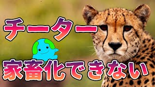 チーターを家畜化できなかった理由がこちら【解説】