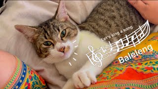 This is Lucky my adopted stray kitten, we sing together☺️#meow  #catlover #cat by Brunei Cat Lovers 437 views 1 year ago 1 minute, 54 seconds