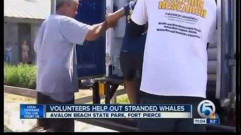 Hundreds of volunteers work to save stranded whales