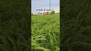 બાજરી ની ખેતી Day 28 #farming #shorts