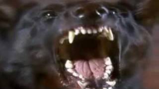 DJ Aligator woof like a dog rmx by rufayseby DJ Aligator woof like a dog rmx by rufayseby