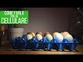 Come fare la speratura delle uova | Allevare galline