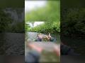 Trouts….trouts #fishing#likeandsubscribe#shorts#japan#fishing#610