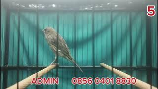 BREEDING MATERIALS F2YS, F1YS, F1 , F1SF, F2SF, AF !!! PLEASE GAS BOSS Q