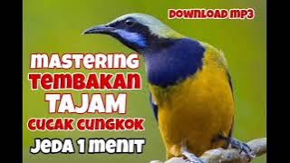 masteran cucak cungkok.tembakan rapat jernih.jeda 1 menit