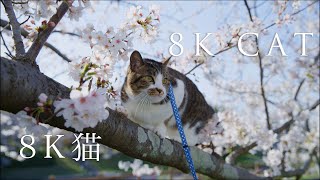 8K CAT/ 8K猫