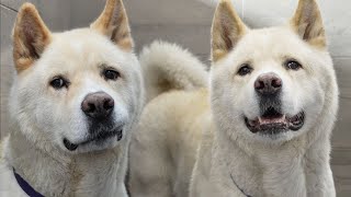 American Akita has a love affair with the blow dryer...again