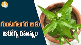 Health Benefits Of Guntagalagara Plant In Telugu Dr Calms Sanjeevani