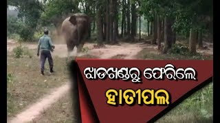 Elephant in Champua range  Keonjhar