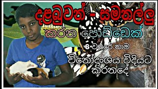 දළබුවන් සමනළල්ලු කරන්නේ කොහොමද අහල බලමු මේ මල්ලී ගෙන්ම (හොද විනෝදාංශයක්), Caterpillar To Butterfly,