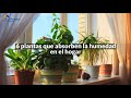 6 plantas que absorben la humedad en el hogar