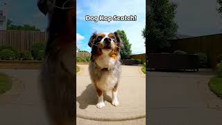 Dog trick ideas part 2 #dogtrainingtips #aussiedoodle #dogtricks #australianshepherd #dogbreeds