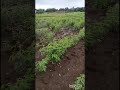 Heavy Rain 2025 Mahagaon Cross